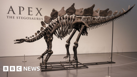 Dinosaur skeleton fetches record $44.6m at New York auction – MASHAHER