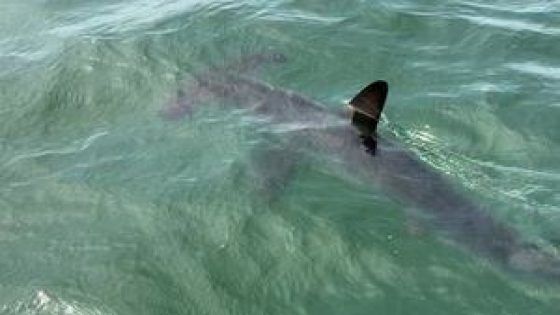 Hammerhead shark spotted in water off Massachusetts – MASHAHER