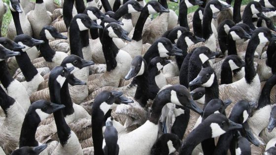 150 geese were a ‘nuisance’ in this Kansas City suburb. So homeowners had them killed – MASHAHER