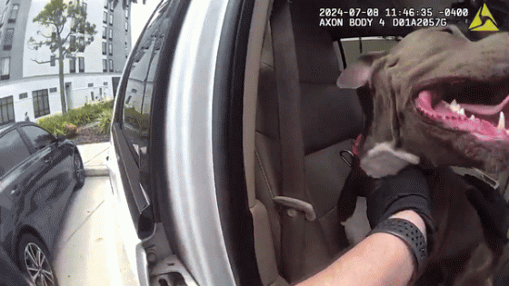 Florida Police Break Car Window to Help ‘Distressed’ Dog – MASHAHER