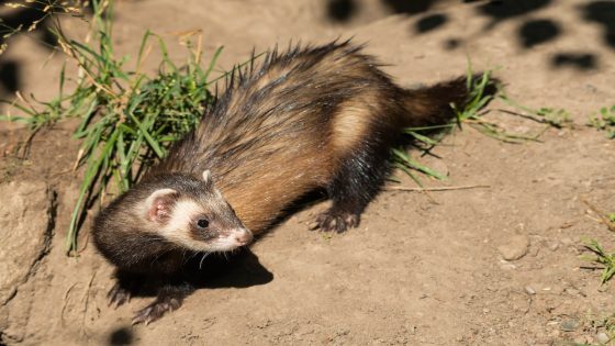 Black-Footed Ferrets ‘Flirting’ During Breeding Season Are Too Cute To Handle – MASHAHER