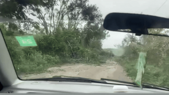 Drivers Navigate Tree-Covered Roads After Hurricane Beryl Slams Jamaica – MASHAHER