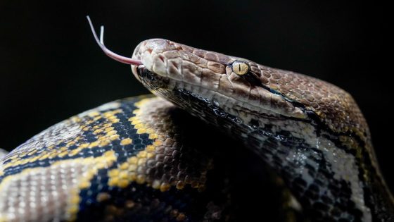 Another woman swallowed whole by a python in Indonesia – MASHAHER