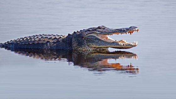 Video of Hundreds of Gators Swarming in Georgia Swamp Is Making Everybody Uneasy – MASHAHER