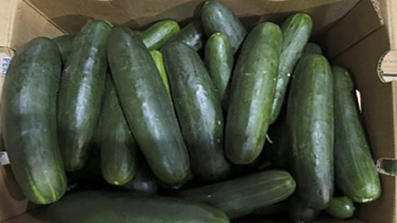 Untreated water used on cucumbers tied to salmonella outbreak that sickened 450 people in US – MASHAHER