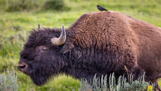 Yellowstone National Park releases record of decision for new bison management plan – MASHAHER