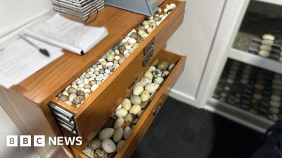 Thousands of ‘endangered’ bird eggs worth $500,000 seized in Australia – MASHAHER