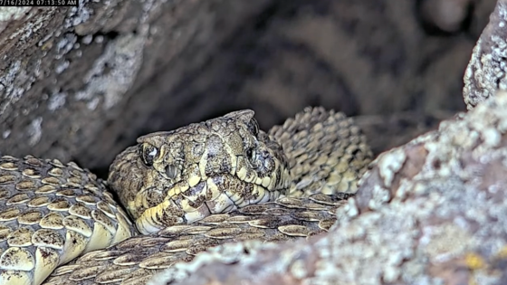 Pregnant rattlesnakes slither over each other in Colorado ‘mega-den’ – MASHAHER