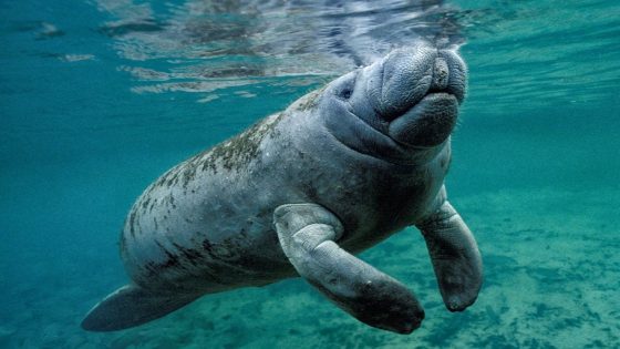 Florida residents were shocked to see a manatee swimming in their human-made lake. A biologist thinks she knows how it got there. – MASHAHER