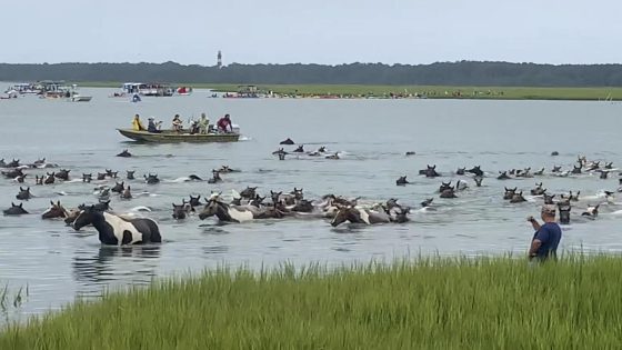 Thousands watch Chincoteague wild ponies complete 99th annual swim in Virginia – MASHAHER