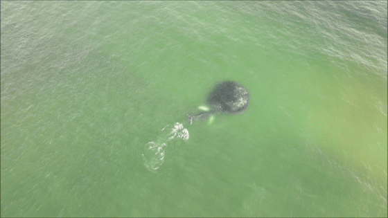 Drone Captures Mesmerizing View of Whale Feeding on School of Fish Off New York Coast – MASHAHER