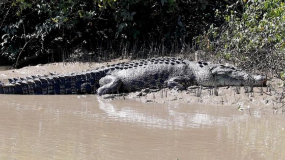 Child missing after suspected crocodile attack at creek – MASHAHER