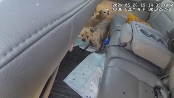 Two Dogs Locked in Car in 100 Degree Heat Saved by Cop – MASHAHER