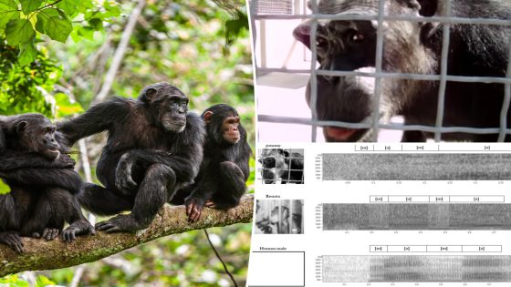 Chimpanzees appear ‘capable’ of human speech in remarkable resurfaced videos, researchers reveal – MASHAHER