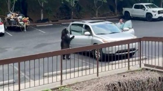 Sneaky black bear casually opens car door searching for a snack in Gatlinburg – MASHAHER