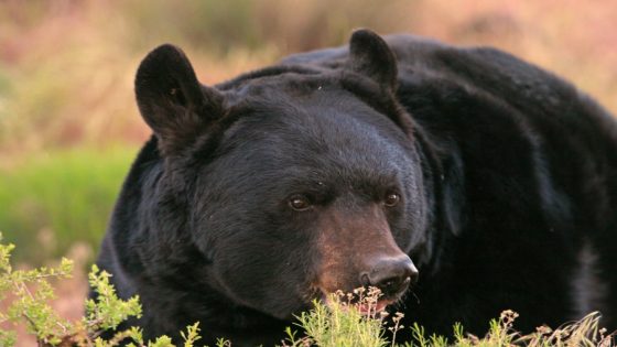 Utah campground closed as U.S. Forest Service seeks to trap black bear – MASHAHER