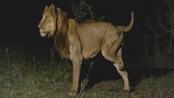 Lion With 3 Legs Makes Death-Defying Swim Across Predator-Infested River – MASHAHER