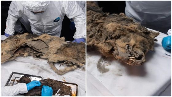 A mummified 44,000-year-old wolf is so perfectly preserved its stomach could contain remnants of its last meal – MASHAHER