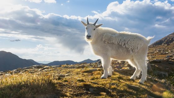 Curious Mountain Goats in Colorado Stomp All Over Hiker’s Car Like It’s Their Job – MASHAHER