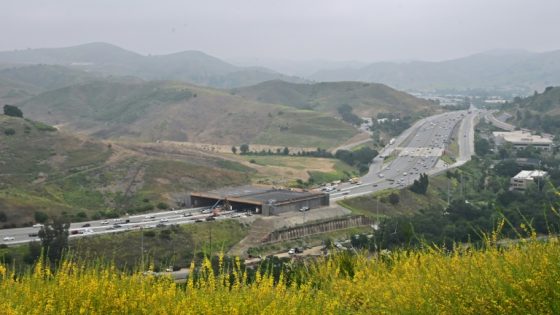 Highway bridge aims to save California’s cougars – MASHAHER