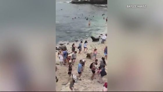 Sea lions charge through La Jolla Cove crowds, again. Locals want a fix – MASHAHER