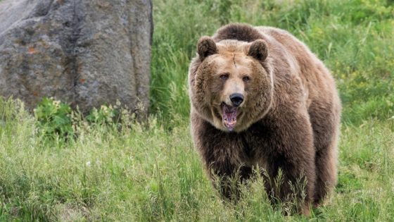 “I just remember the claws digging into my back” – runner recovering after hair clip saves her during grizzly bear attack – MASHAHER