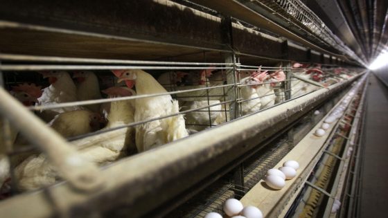 US health officials confirm four new bird flu cases, in Colorado poultry workers – MASHAHER