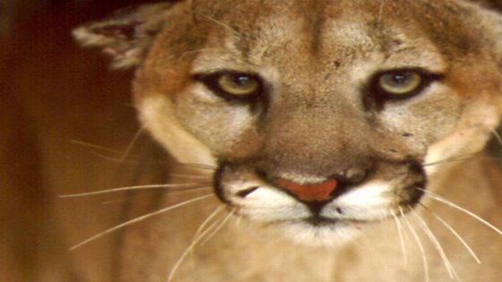 SLO County cyclist thought a mountain lion attacked him. Here’s what it actually was – MASHAHER