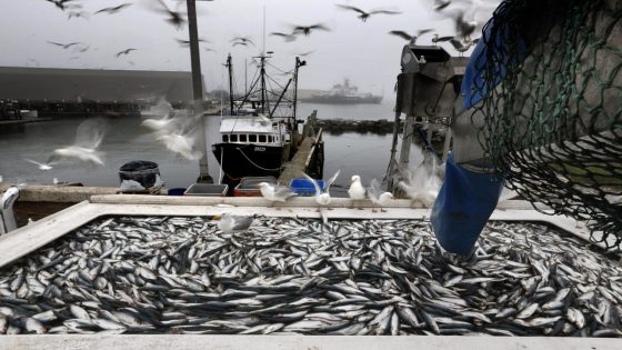 New England fishermen sentenced in complex herring fraud case – MASHAHER