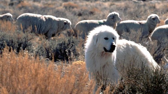 Hiker in French Alps attacked by a pack of Pyrenean mountain dogs – MASHAHER