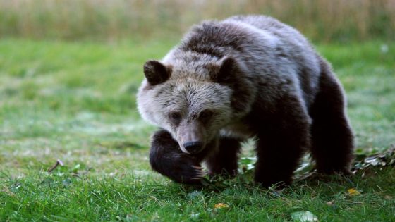 Man punches grizzly in face during bear attack in northern B.C. – MASHAHER