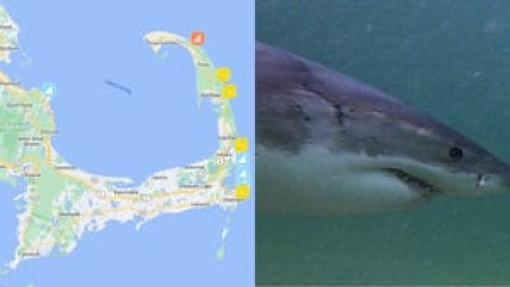 Interactive map with real-time tools shows where great whites are lurking – MASHAHER