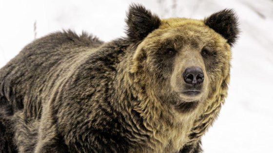 Japan wants to make it easier to shoot bears as attacks rise – MASHAHER