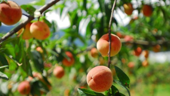 Here’s Which State Grows The Most Peaches (It’s Not Where You Think) – MASHAHER