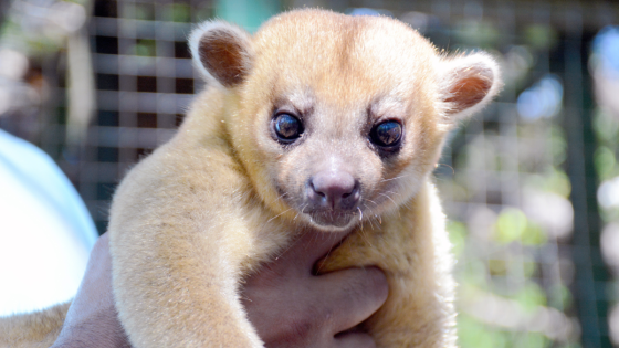 Rare & Exotic Animal Native to Central and South America Found at Washington Rest Stop – MASHAHER