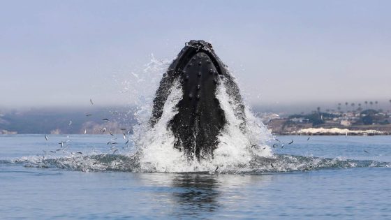 Humpback whales put on a show off Pismo Beach. See the photos – MASHAHER