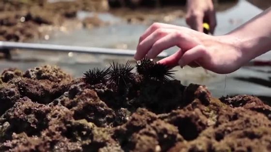 Sea urchins fed cabbage in Japan to help fight marine damage – MASHAHER