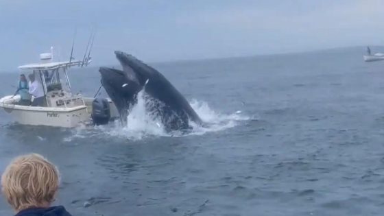 A whale flipped a fishing boat with people on board. Experts think they know why. – MASHAHER