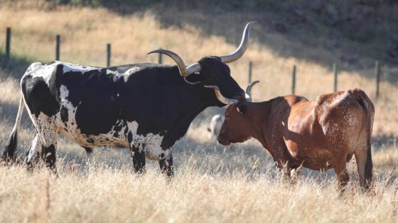 Why are those longhorns grazing off Highway 101? How picturesque cattle got to SLO County – MASHAHER