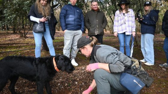 Australian Truffle Traders hosts Friday hunt for Truffle Kerfuffle festival – MASHAHER