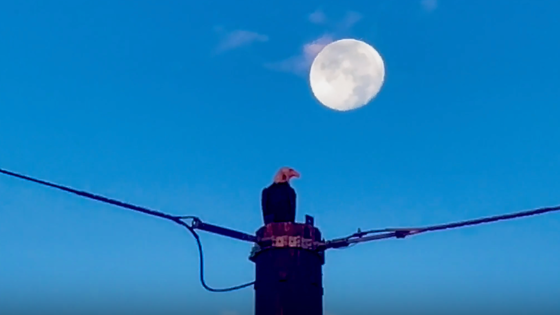 Bald Eagle Cuts Handsome Figure Against Full Moon in Arizona – MASHAHER