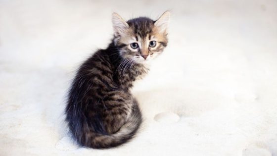 Kitten Stolen From Shelter in Michigan, Set To Return Soon – MASHAHER