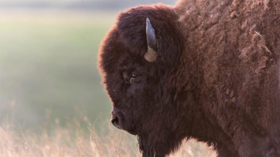 Careless couple corner bison in Yellowstone National Park, demonstrating perfectly how not to photograph wildlife – MASHAHER