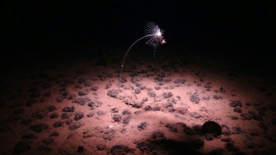 Deep ocean ‘dark oxygen’ find could rewrite Earth’s history – MASHAHER