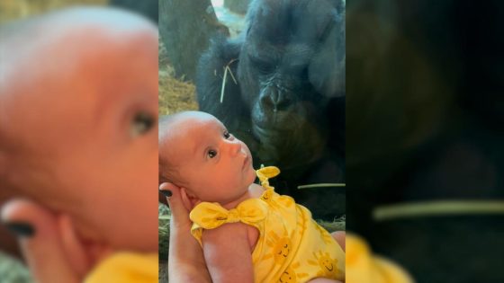 Columbus Zoo gorilla lands viral fame in sweet video kissing baby through glass – MASHAHER