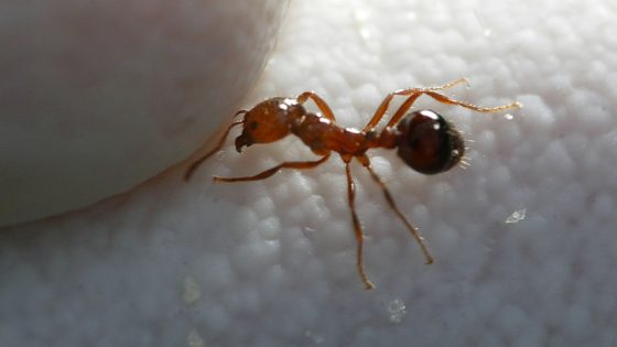 Officials battle ‘highly aggressive’ red imported fire ant infestation in Southern California – MASHAHER