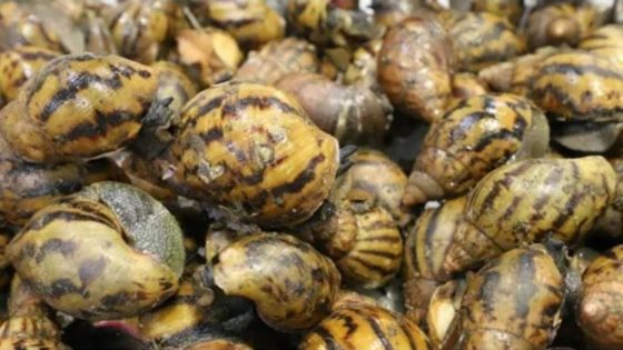 90 giant African land snails found in passenger’s bag at Detroit airport – MASHAHER