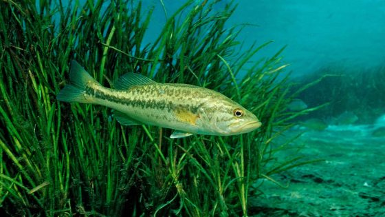 Largemouth bass is now known as Florida bass, ‘a distinct species’: ‘Crucial’ – MASHAHER