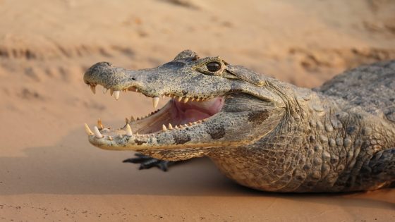 Scientists Dissect Mummified Crocodile and Find Surprising Final Meal in Stomach – MASHAHER