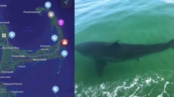 Sharks are coming within feet of Massachusetts beaches. See list of recently spotted great whites – MASHAHER